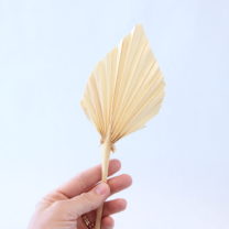 Dried Palm Fan